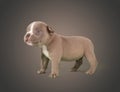 Brown american bully baby dog Ã¢â¬â¹